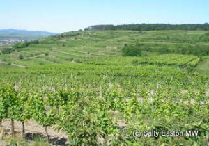 Kamptal vineyards