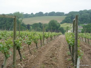 Old vineyard looking to new vineyard