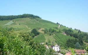  Hillsides for the best vineyards