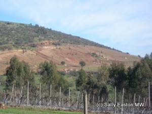 New Chilean vineyards