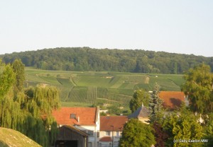 Champagne vineyards
