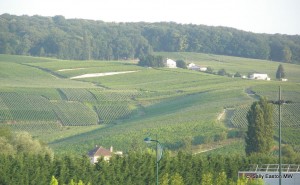 Champagne vineyards