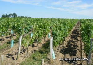 Médoc vineyards