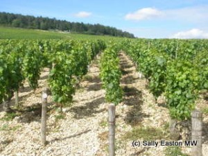 Château Galoupet: a lieu-dit or named place, a unique terroir