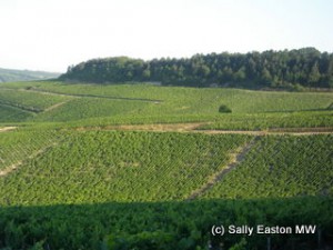 Chablis vineyards