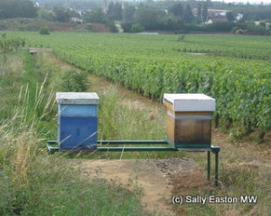 Beehives in Burgundy