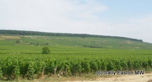 Hill of Corton