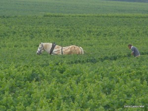  Traditional ploughing (Burgundy)