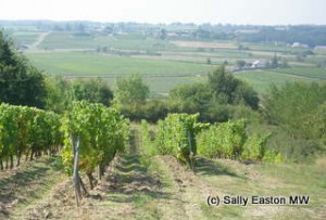Loire vineyards