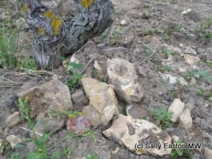 Flint in Clos du Mosny