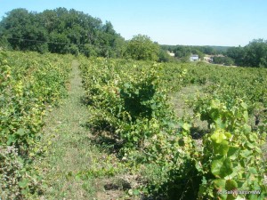 Mauzac, Gaillac