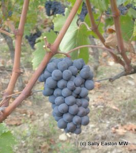 Sangiovese, ready for harvest