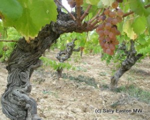 Old vine bourboulenc