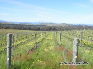 Savaterre's south-facing vineyard