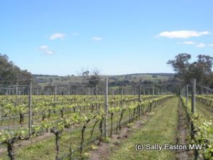 Castagna's vineyards