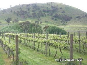 Canberra vineyards
