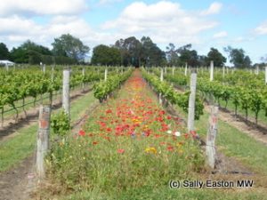 Inter-row diversity, invertebrate habitat