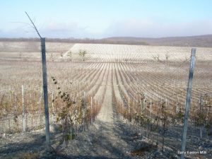 Recent vineyard investment on the Black Sea