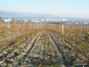 Vineyards overlooking Novorossiysk on the Black Sea