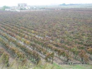 Sea-level Jaddico Vineyard at Brindisi