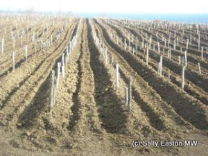 Vines buried against the winter freeze 