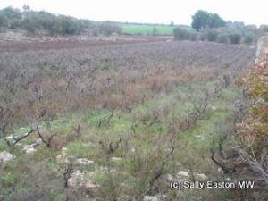 Old primitivo, Itria valley