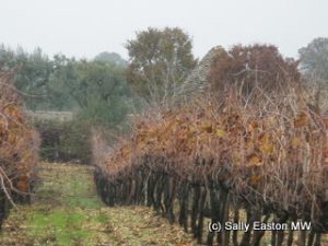 Wintry Puglian vineyard