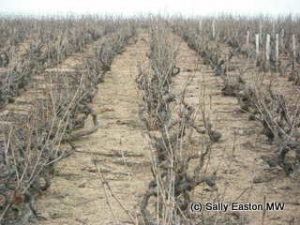 Beaujolais cru