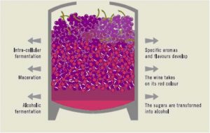 Source: The Land and the Vines in the Beaujolais Region, pub Interbeaujolais. Semi-carbonic maceration