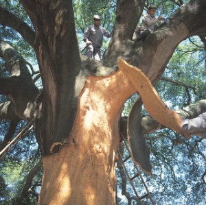 Cork harvest from tree