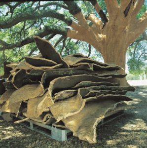 Cork harvested from cork oak tree