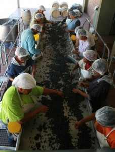 Sorting shiraz berries at Saronsberg  