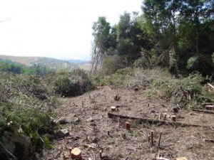 Clearing alien vegetation at Vergelegen