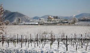 Berlucchi, Franciacorta 