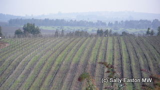 Casablanca Valley