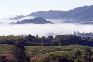 Sonoma fog blanket