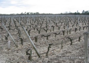 Bordeaux soils