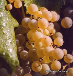 Ripe, tinted garganega