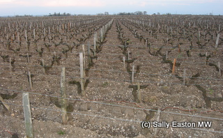 Pauillac vineyards