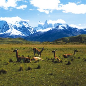 Llamas in Patagonia