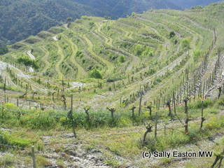 Clos Mogador