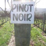 Pinot Noir