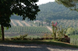 Hillside vineyards